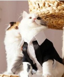 Cats Tuxedo Formal Clothes 
