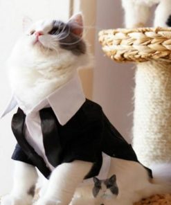 Alternative view of Cats Tuxedo Formal Clothes 