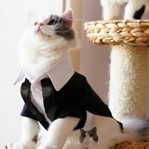 Cats Tuxedo Formal Clothes - Image 2
