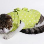 Cotton Knot Dot Pattern Warm Cat Clothes
