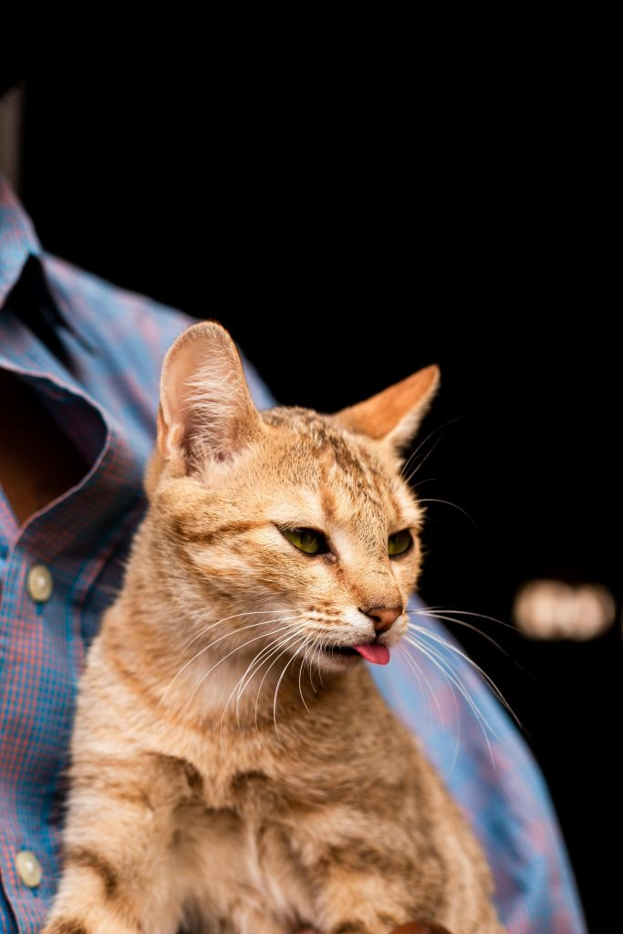 Photo of a Ginger Cat