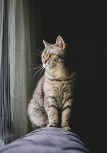 Pixie Bob Cat Looking Through a Window