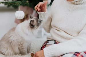 A White Cat Looking Up to a Person