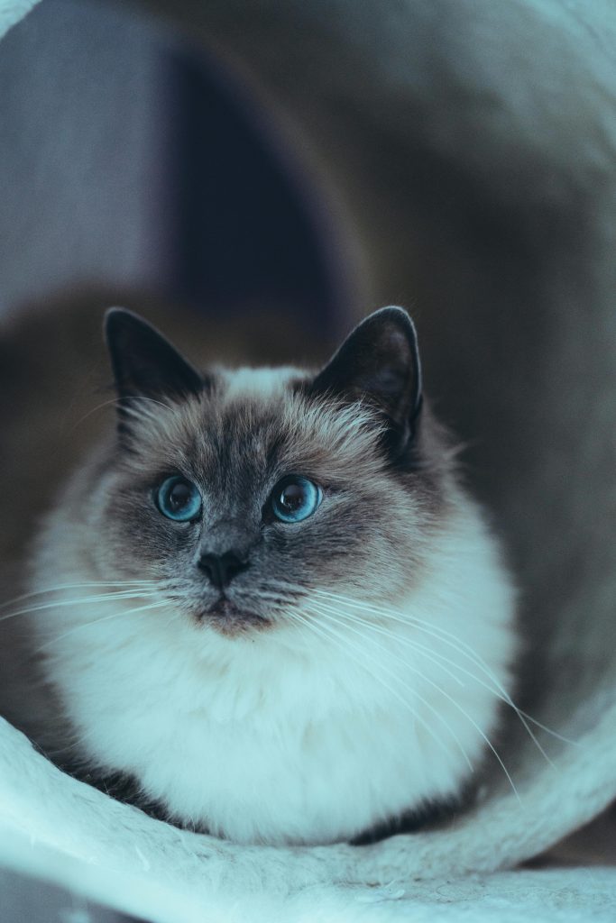 Curious purebred Burmese cat with gray muzzle